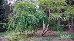 Секуринега полукустарниковая I Securinega suffruticosa