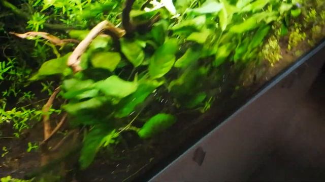 Plantas nuevas, ludwigia Palustris Red, Montecarlo, Alternanthera reineckii "Rosanervig" смотреть онлайн