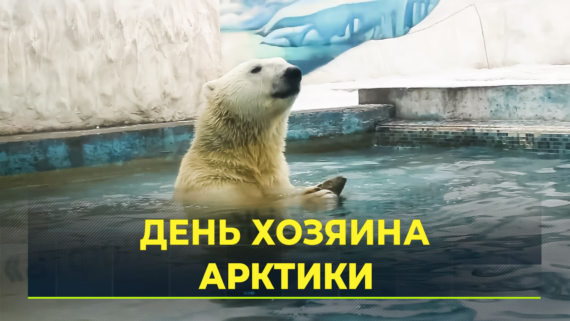 Полярные медведи ежегодно напоминают о себе и проблеме популяции