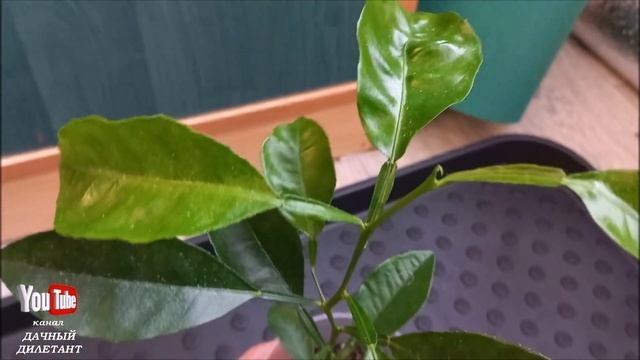 Паутинный клещ на комнатных растениях смотреть онлайн