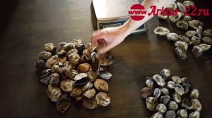 Струя кабарги (мускусная железа).