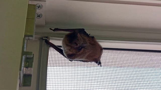 Летучая мышь Microchiroptera, ультразвук, эхолокация, Никита Нюняев (11 лет), Южный, Одесса, shorts