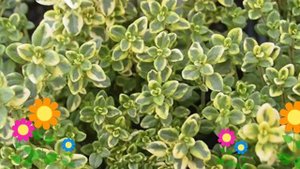 Тимьян (Чабрец) лимоннопахнущий (Sambesi). Краткий обзор, описание характеристик, где купить саженц