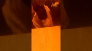 Бультерьер говорит мама