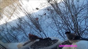 ?? Финский попугай. Щур в Заполярье. Птицы России
