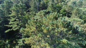 кедротряс барс 1 (часть 2)