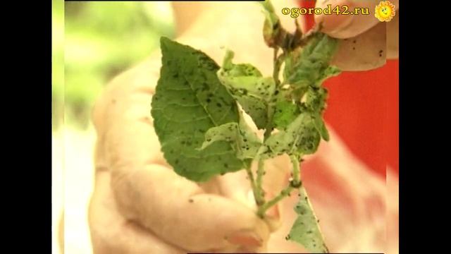 Народные методы борьбы с побеговой тлей. Галлы на смородине смотреть онлайн