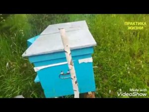 ПЧЕЛЫ! РОЯТСЯ ЧТО ДЕЛАТЬ