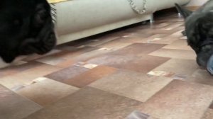 Французские бульдоги БумОсики. Как давно у нас не было таких игрушек