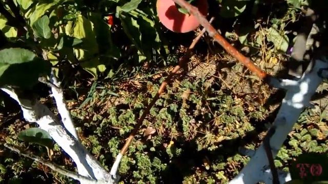 ОГРОМНЫЙ УРОЖАЙ ГРУШ, ПЕРВЫЙ СБОР смотреть онлайн