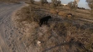 Злая собака напала на велосипедиста.