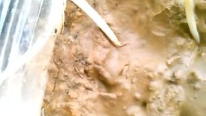 Тыква уход и выращивание в открытом грунте