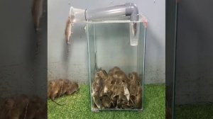 Самая простая и эффективная мышеловка / крысоловка своими руками | do-it-yourself rat trap