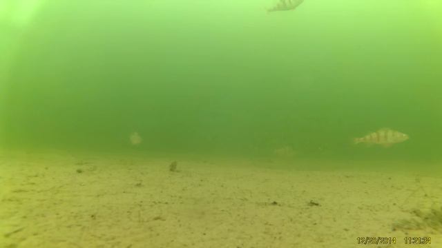 Подводное видео Ириклинское водохранилище 20.12.14