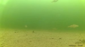 Подводное видео Ириклинское водохранилище 20.12.14