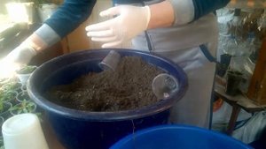 АЛИССУМ - пересадка в емкости побольше. ALISSUM - transplant in a larger container.