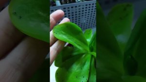 Хищник. Растение Жирянка