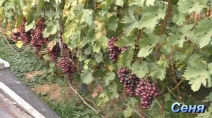 Виноград в Беларуси. Урожай 2021. Столовые сорта. Часть 2