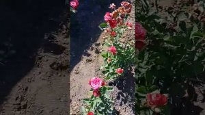 Розы Арроу Фолиес и Фаер флеш. Татьянин сад.