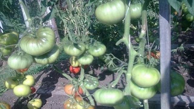 Характеристики и описание томатов сорта Японский краб смотреть онлайн