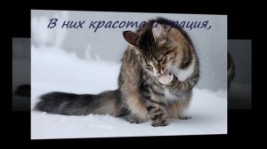 Всемирный день кошек. Видео открытки.