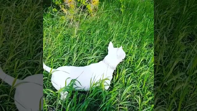 Счастливый бультерьер Марфуша смотреть онлайн