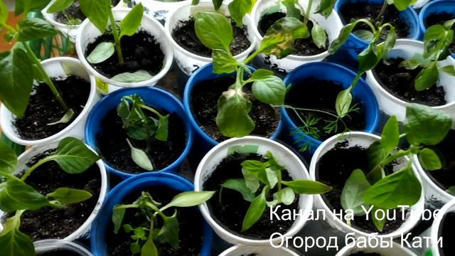 ИСПОРТИЛА РАССАДУ ПЕРЦА, НЕ ПОВТОРЯЙТЕ МОИХ ОШИБОК! ОШИБКИ ПРИ ВЫРАЩИВАНИИ РАССАДЫ! смотреть онлайн