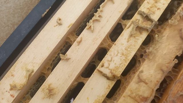 7.12.2023 г. Похолодало, пчёлы в клубе смотреть онлайн