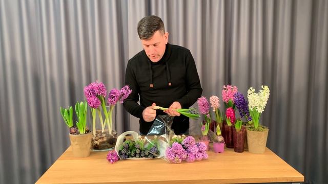 Hyacinthus orientalis avagy a jácint hibrid fajták смотреть онлайн