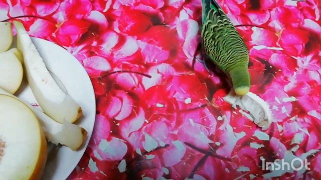 эксперемент выращивание дыни в теплице и совместимость культур