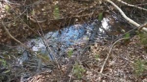 Пробная грибалка и рыбалка 4 июня.