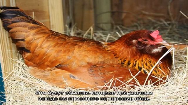 Как посадить курицу на яйца — советы от опытных птицеводов