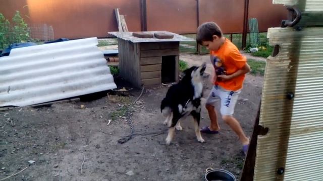 собака и мальчик смотреть онлайн