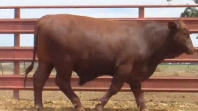 F60 смотреть онлайн