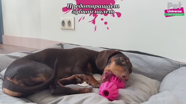 PU3067PK Игрушка для собак Pet Universe гантель-кусалка со звуком колокольчика, 14х5 см смотреть онлайн