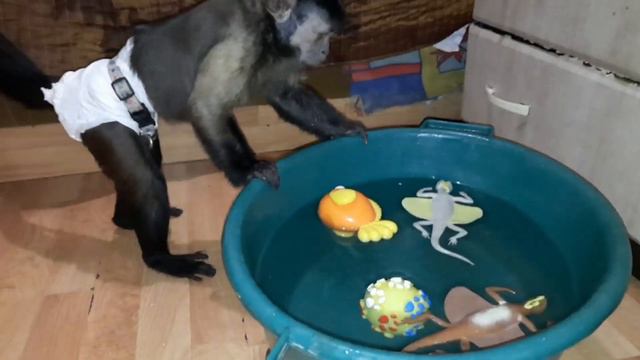 Домашняя обезьяна игры в воде. Избавляемся от страхов.