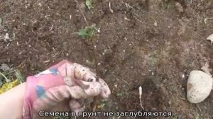 Гортензия метельчатая: посадка и уход в открытом грунте
