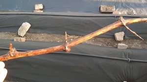 Посадка черенков ( виноградная школка ).