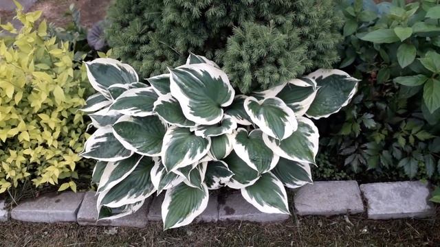 ОБЗОР ХОСТ В НАШЕМ САДУ.Часть-1 /июнь 2018г./ смотреть онлайн