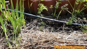 Капельный полив огорода своими руками. ПОЛИВ ЦВЕТНИКОВ.Красивый удобный сад .Ландшафтный дизайн.Дач