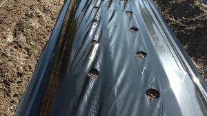 Бугры для клубники от "А"до "Я" !!! Посадка кассетной рассады!!