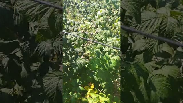 Продаю шпалерную проволоку смотреть онлайн