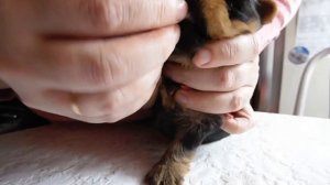 Лота первый прикорм