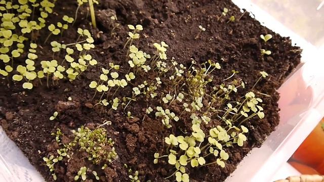 Микрозелень_Почва-3 смотреть онлайн