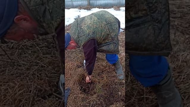 Как сажаем плодовые деревья