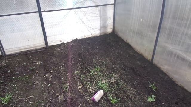 ОЧЕНЬ ПРОСТАЯ ОБРАБОТКА ТЕПЛИЦЫ РАСТВОРОМ МАРГАНЦОВКИ. Ольга Чернова. смотреть онлайн