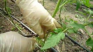 Пасынки.Пасынкование помидоров.Формирование помидора в один ствол.