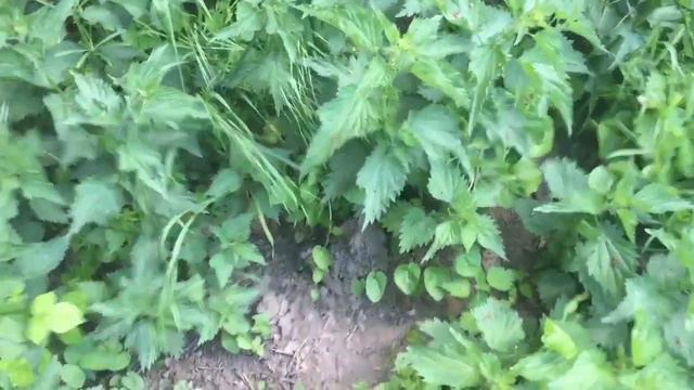 American Idiot Gets His Ass Kicked by Stinging Nettle in Germany смотреть онлайн