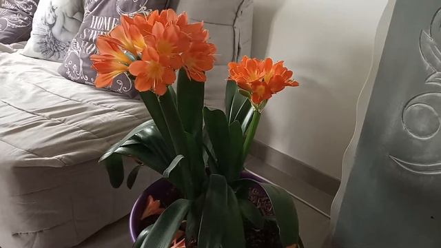 En été, Comment faire FLEURIR son CLIVIA смотреть онлайн