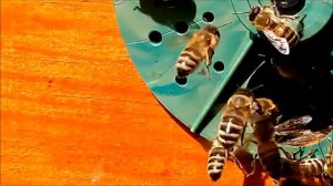 Пчеловодство Рыжий Бакфаст Beekeeping Auburn Buckfast